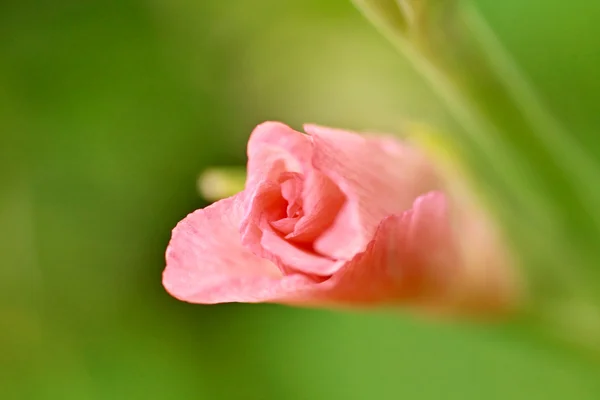 Gladiola pupeny zblízka — Stockfoto