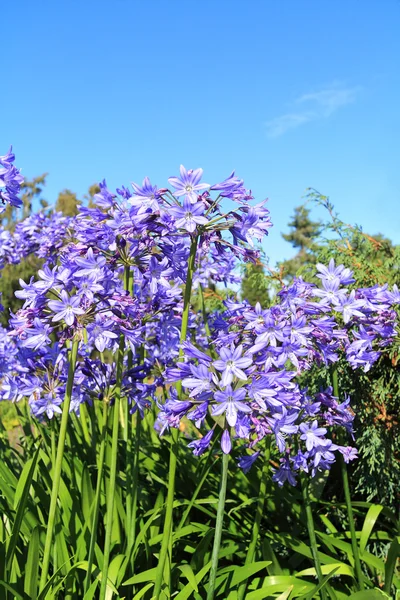 Piękne alium niebieski kwiat — Zdjęcie stockowe