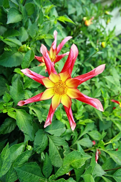 Dahlia, Mercuria — Stock Photo, Image