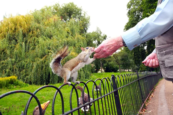 stock image Old man feeding a squirrel in St James Park, London