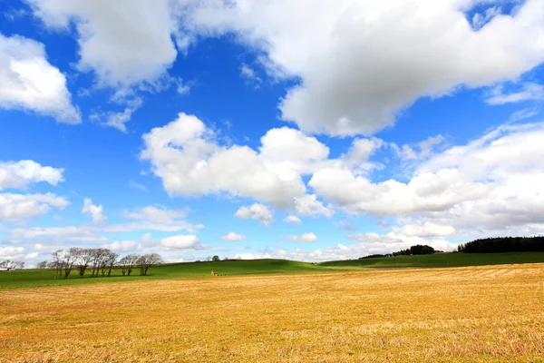 Vacker vår landskap i Skottland — Stockfoto