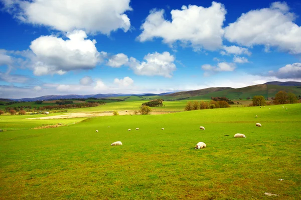 Όμορφο ανοιξιάτικο τοπίο με πρόβατα στη Σκωτία — Φωτογραφία Αρχείου