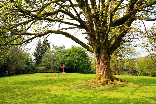 Bela árvore velha no jardim da primavera — Fotografia de Stock