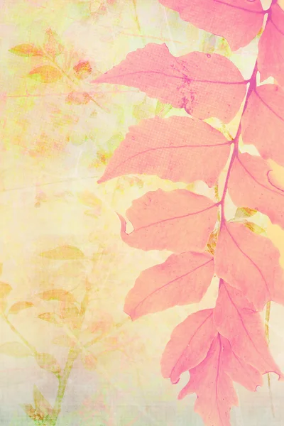 シダの葉の美しい芸術的な背景. — ストック写真
