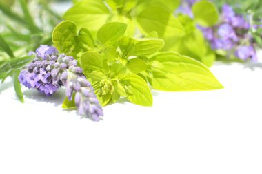 Fresh lavender and marjoram, close up clipart