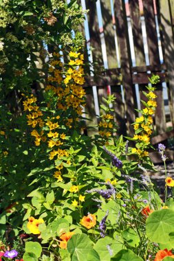 Yellow loosestrife, Lysimachia punctata in the garden clipart