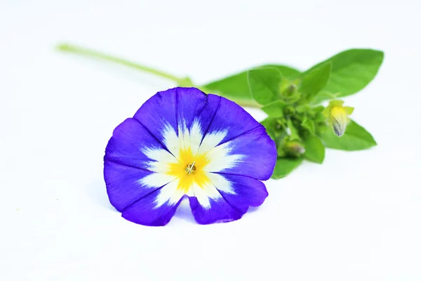Blauwe bloem op wit — Stockfoto