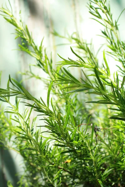 Rosemary growing in the garden — Stock Photo, Image