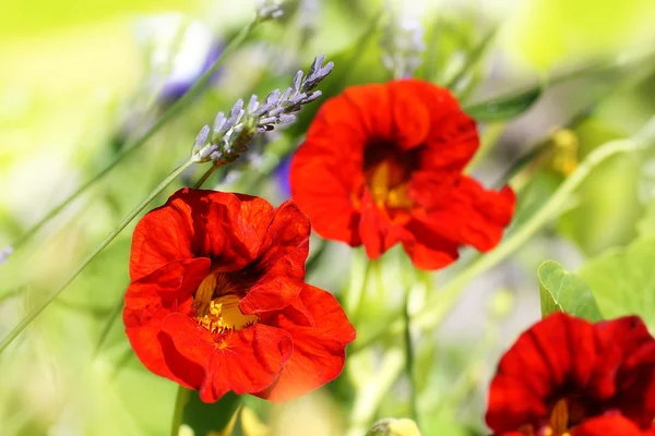 Schöne rote Kapuzinerkresse im Garten — Stockfoto