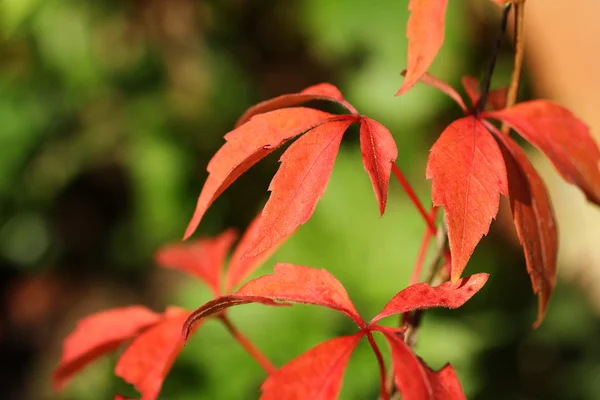 Hojas de hiedra roja en otoño de cerca —  Fotos de Stock