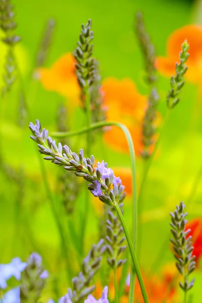 Lavender and nasturtia in the garden — Stock Photo, Image