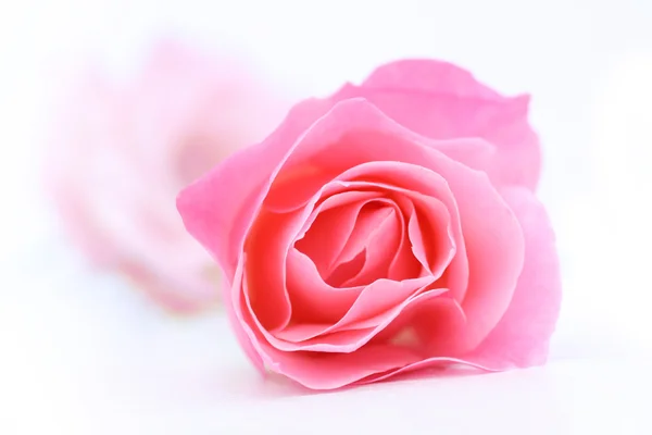 Όμορφο ροζ εξεγέρθηκαν κατά το κλείσιμο του άσπρα — Φωτογραφία Αρχείου