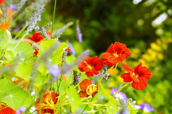 Schöne rote Kapuzinerkresse im Garten — Stockfoto