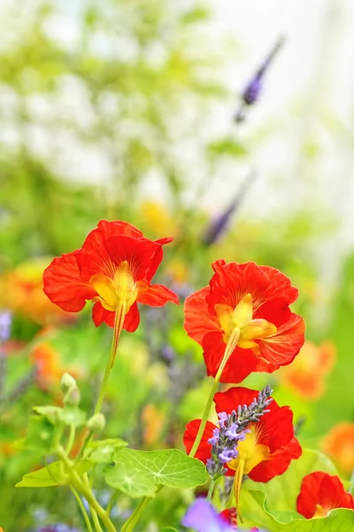 A kertben gyönyörű piros sarkantyúvirág — Stock Fotó