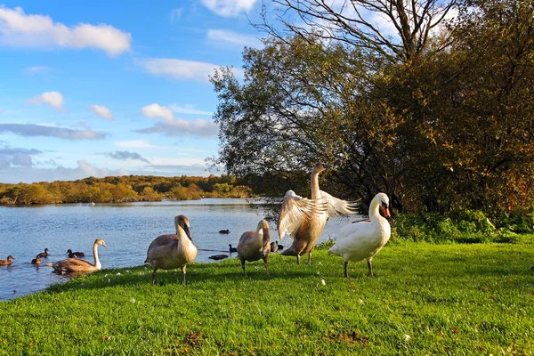 Parkta kuğular ailesi — Stok fotoğraf