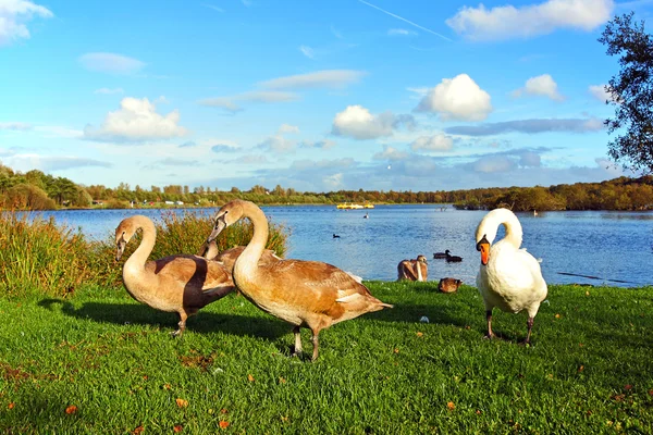 Семья лебедей в парке — стоковое фото