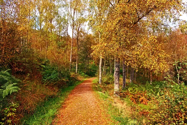 スコットランドの公園の秋 — ストック写真