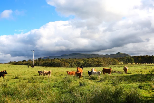 Beautiful landscape with cows and clouds — Stock Photo, Image