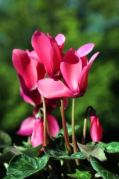 Ροζ κυκλάμινα αυξανόμενος στον κήπο — Φωτογραφία Αρχείου