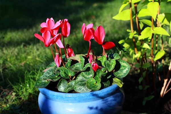 Rosa Cyclamen wachsen im Garten — Stockfoto