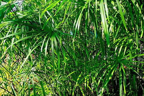 파피루스 식물 cyperus 파피루스 — 스톡 사진