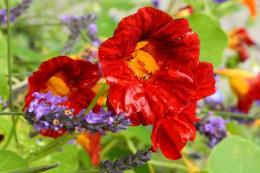 Beautiful red nasturtium after raining clipart