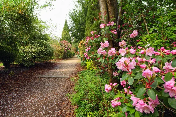 Bellissimo parco con fiori di azalea in primavera — Foto Stock