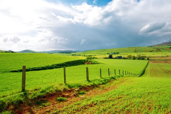 Pole pšenice v jarním období, Skotsko — Stock fotografie