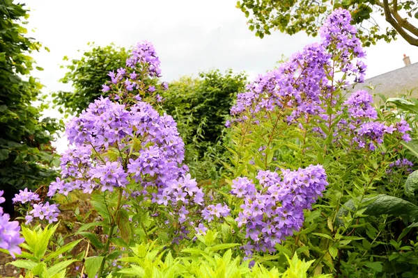 Delicadas flores violetas no jardim — Fotografia de Stock