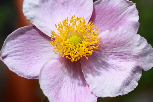 Όμορφο ροζ λουλούδι από κοντά — Φωτογραφία Αρχείου
