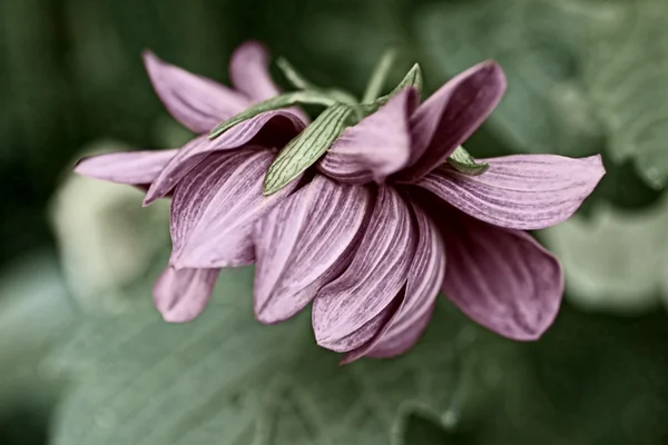 Beautiful dahlia close up — Stock Photo, Image