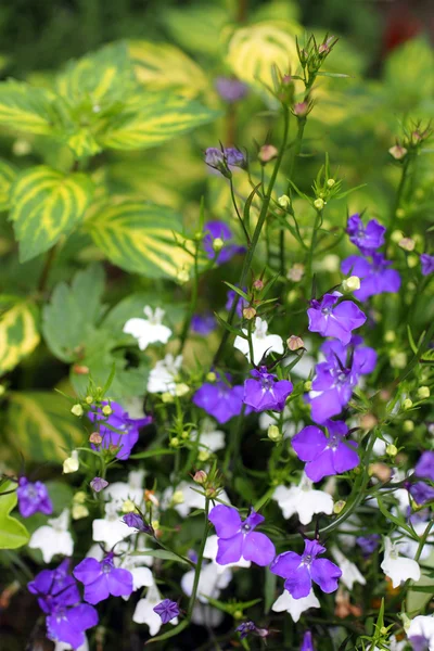 Lobelias azules y blancas en el jardín — Foto de Stock
