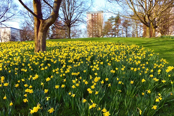 Daffodiles 在公园的草地上 — 图库照片