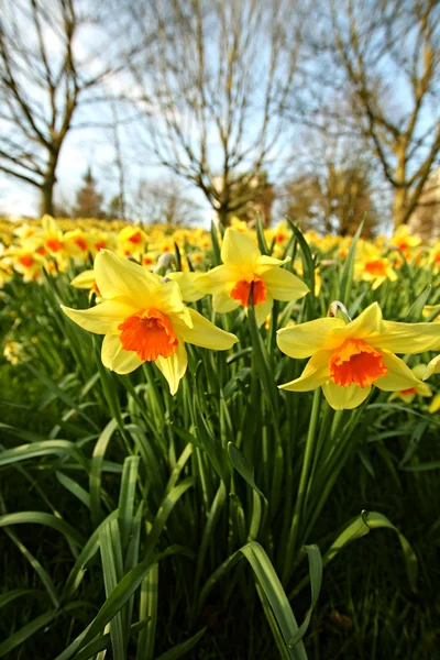 Meadow of daffodils in the park — Stock Photo, Image