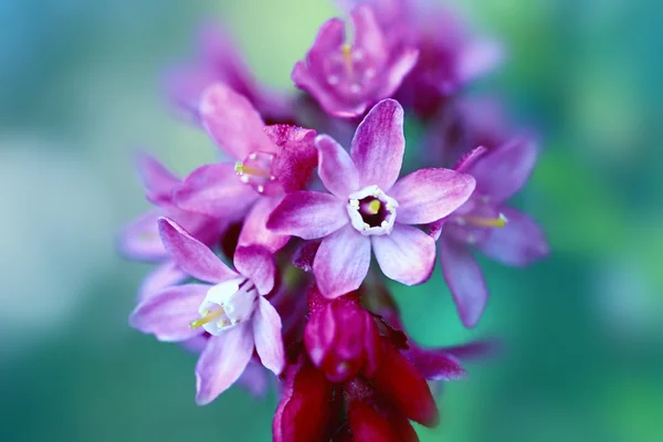 Hermosas flores de primavera de cerca —  Fotos de Stock
