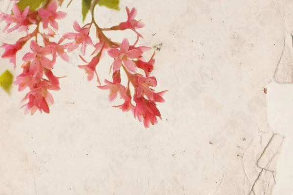 旧纸张背景上的粉红花朵 — 图库照片