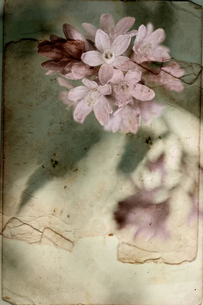 Vintage bakgrund med våren blommor — Stockfoto