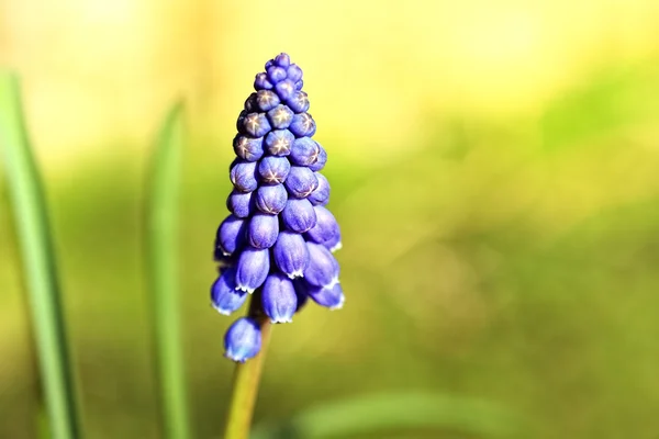 Синій цвітіння виноград Hyacinth крупним планом — стокове фото