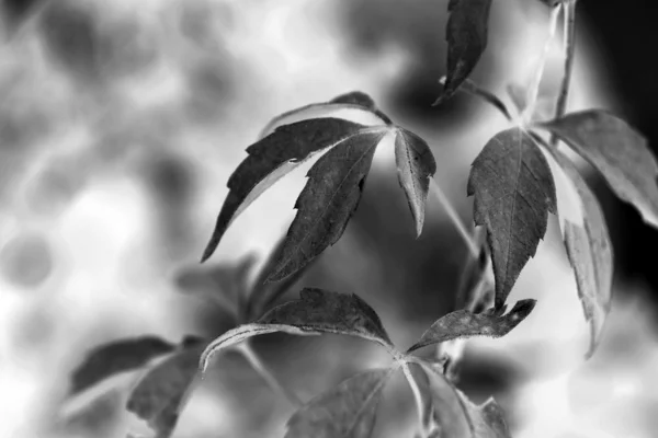 Ivy leaves in black and white — Stock Photo, Image