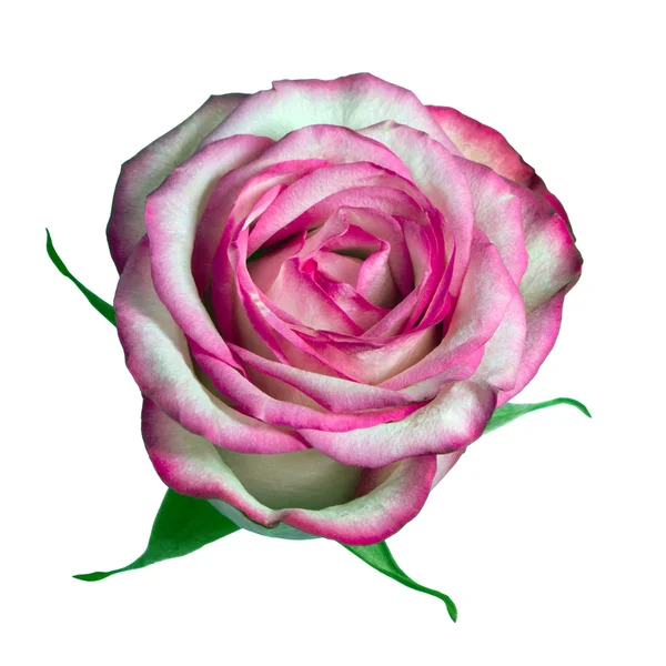 Rosa sullo sfondo bianco (isolato ) — Foto Stock