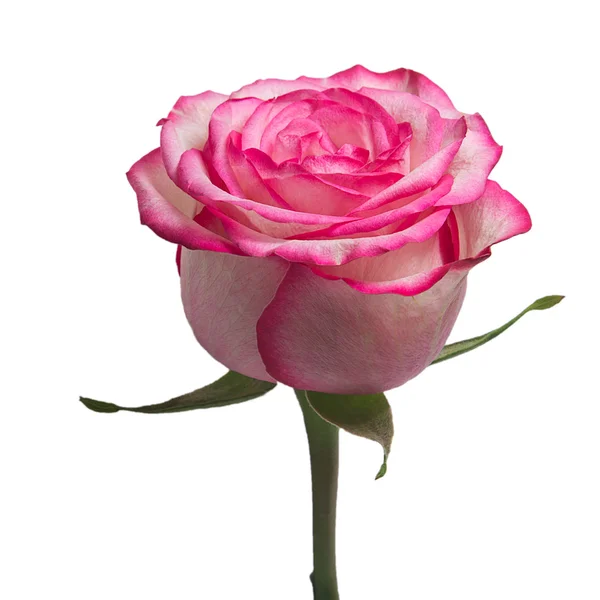 Rosa sobre el fondo blanco (aislado ) — Foto de Stock