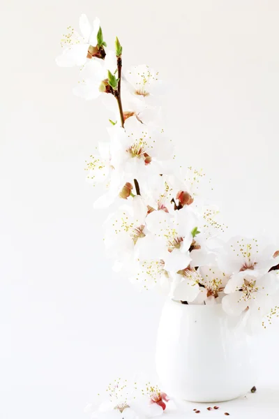 Buquê de flores sakura, ramo de cereja — Fotografia de Stock