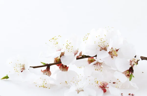 Аромат цветущей сакуры, ветви вишни — стоковое фото