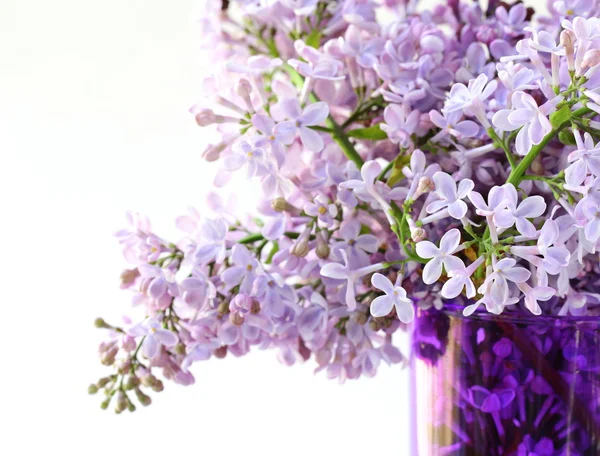 Ramo de flor violeta lila —  Fotos de Stock