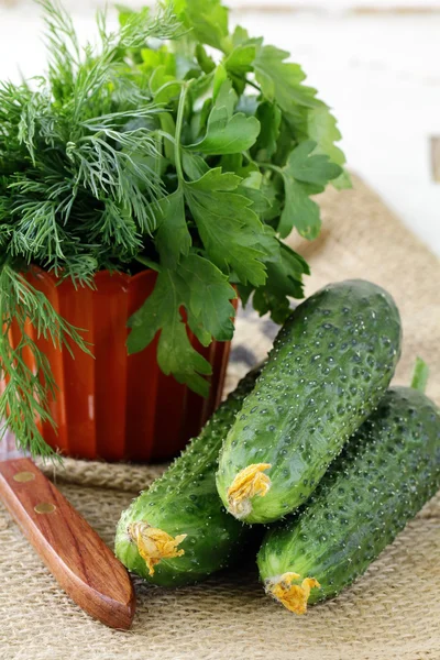 Verse komkommers en verse kruiden peterselie, dille — Stockfoto