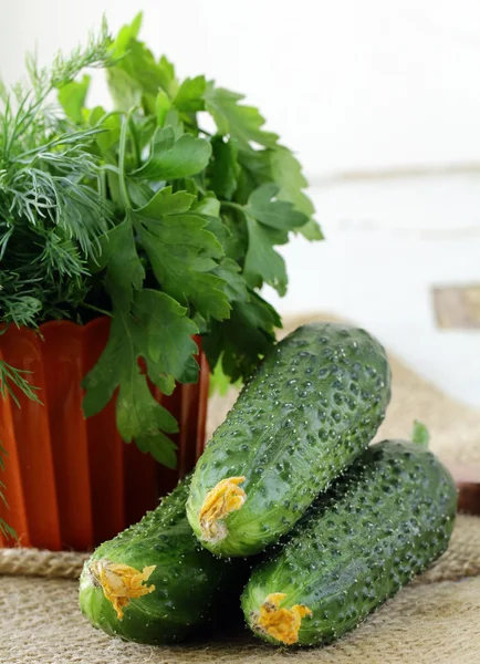 Fresh cucumbers and fresh herbs parsley, dill — Stock Photo, Image