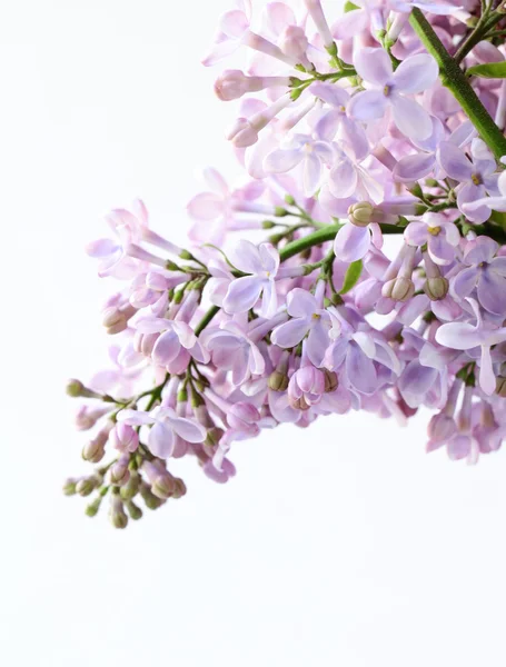 Bund violette Fliederblume auf weiß — Stockfoto