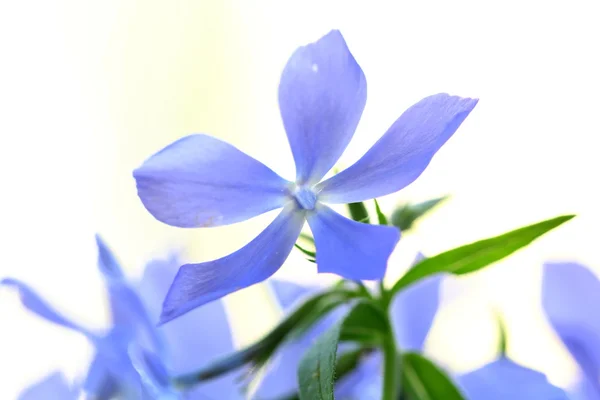 stock image Violet lavender flowers on a white background