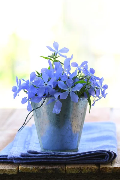 stock image Violet lavender flowers on a white background