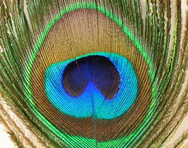 Penas de pavão no fundo branco — Fotografia de Stock